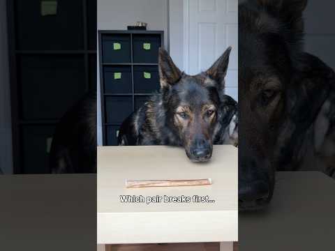 SPY Cam: Will My Dogs Steal Food? thumbnail