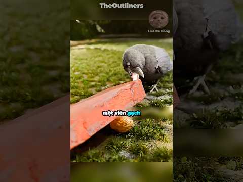 Chú quạ thông minh này đã liên tục dùng gạch để đập quả óc chó #shorts #facts thumbnail