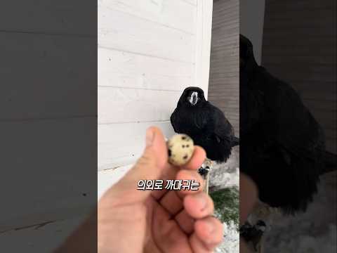 누가 새대가리라고 하나요 thumbnail