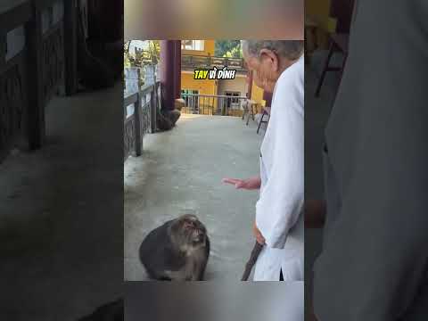 Chú khỉ này sắp đánh nhau với những hành khách#daochieu #shorts thumbnail