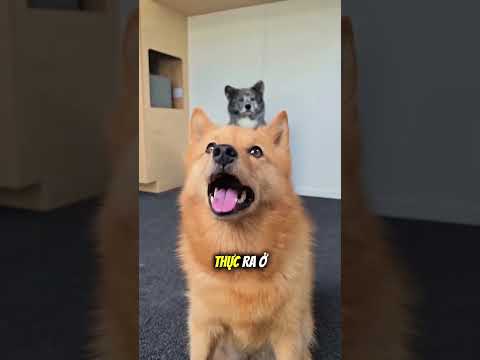Trông như một con chó không đầu 😳 thumbnail