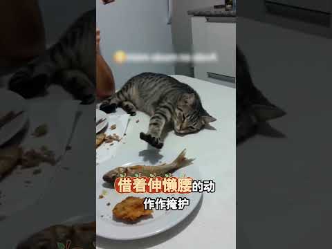 饞貓假裝熟睡藉機偷魚 thumbnail