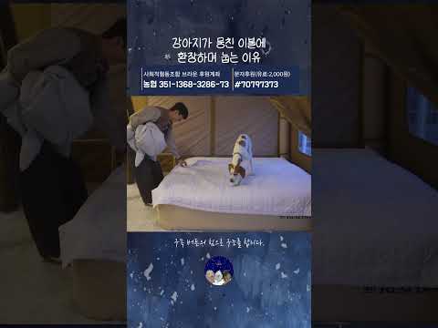 강아지가 뭉친 이불에 환장하며 눕는 이유 thumbnail