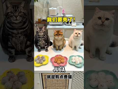 Bikin makanan dari bulu kucing, rasanya gimana ya? thumbnail