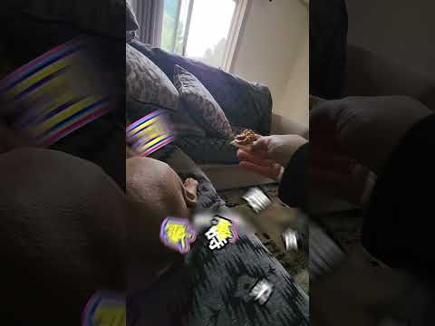 狗子鬧脾氣雙標現場 thumbnail
