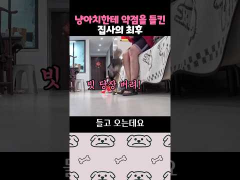 주인의 상처만 노리는 냥아치 thumbnail