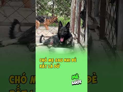 Chó mẹ sau khi đẻ rất là dữ | Mê Lướt thumbnail