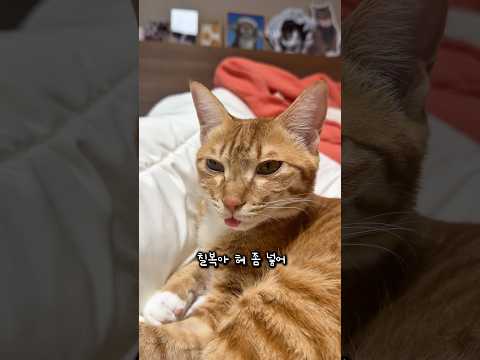 메롱하는 고양이 thumbnail