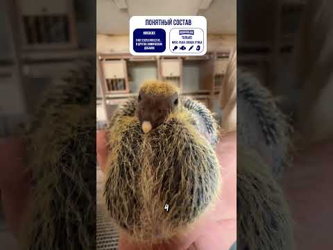 Птенцы Голубей Выглядят Так 🐣 thumbnail