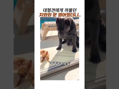 대형견에게 까불던 치와와의 최후#대형견#웃긴동물#케인코르소 thumbnail