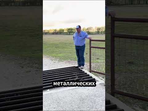 🐄 Почему коровы не переходят эту решётку! #коровы #ферма #животные thumbnail