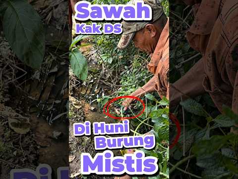 Sawah kak DS di huni burung Mistis #anakdesa #minivlog #comedy #burung #mistis thumbnail