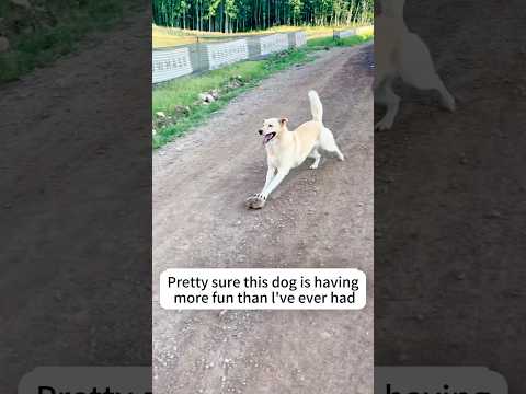 This Dog Has Life Figured Out.😂🐶 #DogSelfPlay #HappyDog #DogLife #DogLovers #dog #viral #fyp thumbnail