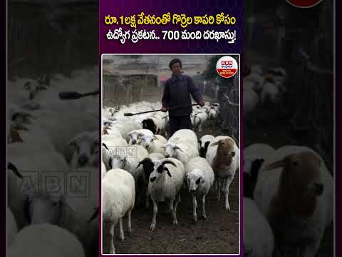 రూ.1 లక్ష వేతనంతో గొర్రెల కాపరి కోసం ఉద్యోగ ప్రకటన #mangolia #shepherd  #china #viral #shorts #abn thumbnail