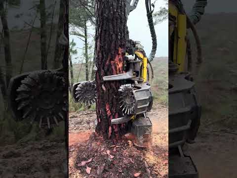 🌲Watch This John Deere 1270G Slice Through a Tree Like Nothing #forest #johndeere #harvester #tree thumbnail