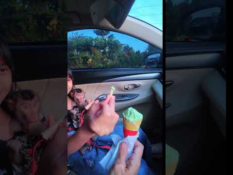 Mini Eskrim buat Cia ❤️ tetap aman ❤️ #shortvideo #shortsvideo #monkey #monyet #funny thumbnail