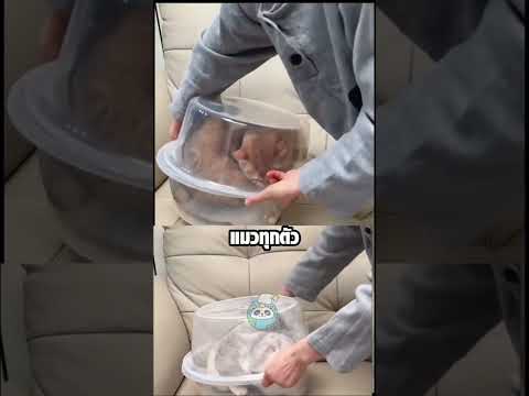 ทดสอบแมว ใครฉลาด ใครร่วง! thumbnail