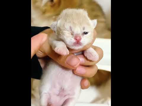 Kittens Couldn’t Open Their Eyes… Something Was Stuck in Their Eyes! thumbnail