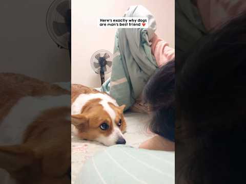 Life without a dog is like a world without sunshine ☀️🥹❤️ thumbnail
