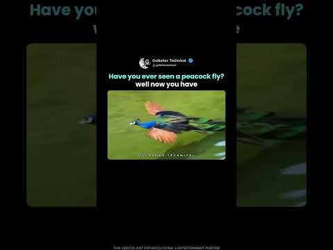 Wait… Peacocks Can Actually Fly?! 😳🦚 thumbnail