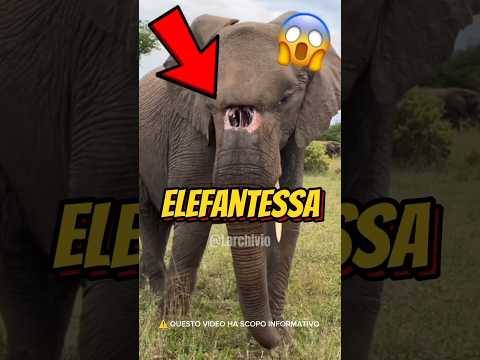 PERCHÉ HA UN BUCO GIGANTE SULLA FRONTE? 😭 #curiosità #informative thumbnail