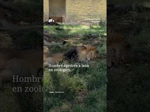 Hombre apedrea a León en Zoológico thumbnail