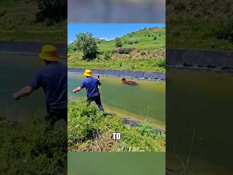 Парень прыгнул в ледяную воду РАДИ ВОЛА🐂💪💦 thumbnail