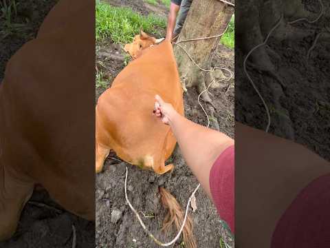 Multivitamin ATP sapi pincang thumbnail