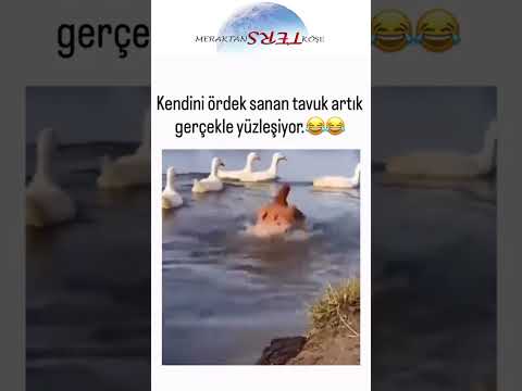 Kendini Ördek Zanneden Tavuk Artık Gerçeklerle Yüzleşiyor #keşfet #beyin thumbnail