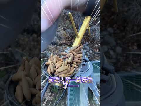松鼠糧倉被抄了 thumbnail