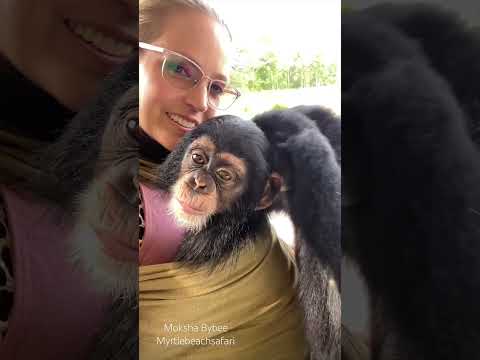 Social grooming is a huge part of primate life. #cute #love #animals #friends #happy thumbnail