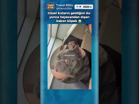 Kızların Geldiğini Duyunca Hemen Dışarı Bakan Köpek 😂🤣 thumbnail