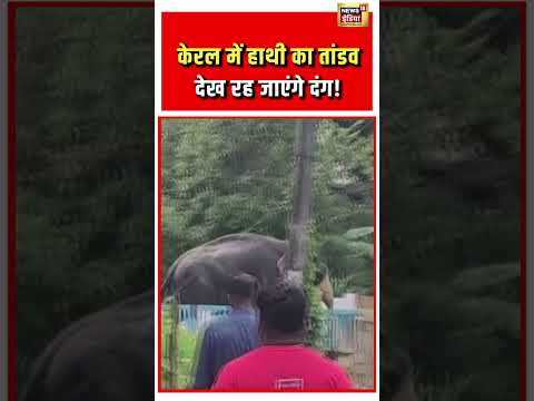 Elephant Viral Video | केरल में हाथी का तांडव देख रह जाएंगे दंग! #kerala #elephantvideo #viralshorts thumbnail