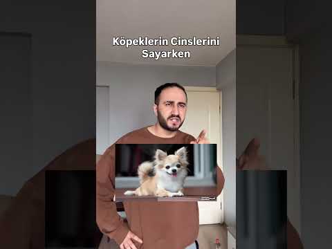 Köpek vs Kedi Cinsi sayarken thumbnail