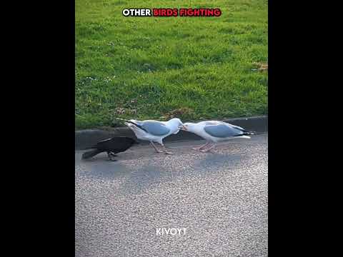 Other birds fighting vs last fight 💀 #edit #animal #skulledit #usa thumbnail