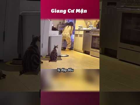 Đáng yêu hết phần thiên hạ 🐱 #giangcuman thumbnail