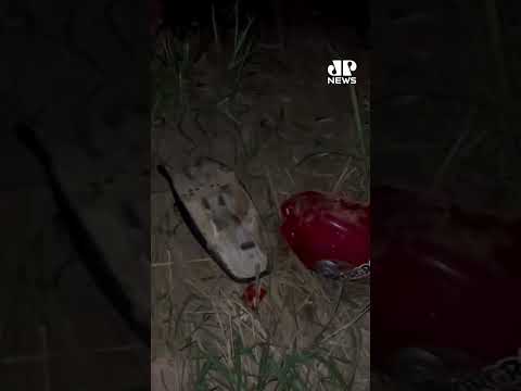 Motociclista é arremessado em engavetamento na BR-262, em MG #shorts thumbnail