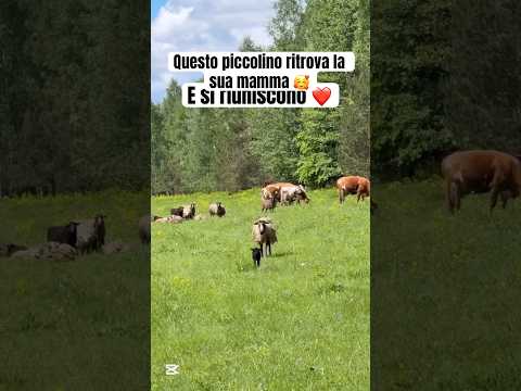 Questa incontro e commovente ❤️ #new #adorabile #animals #adoreble #farming #cow #pecore #mamma thumbnail