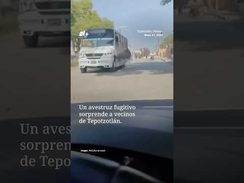 Captan a un Avestruz Corriendo por las Calles de Tepotzotlán | N+ thumbnail