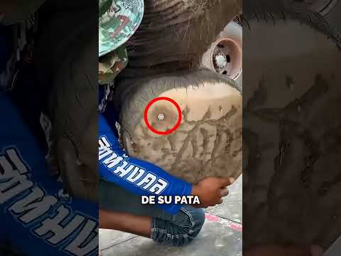 ¡Salvó al Elefante de un Dolor Insoportable! thumbnail