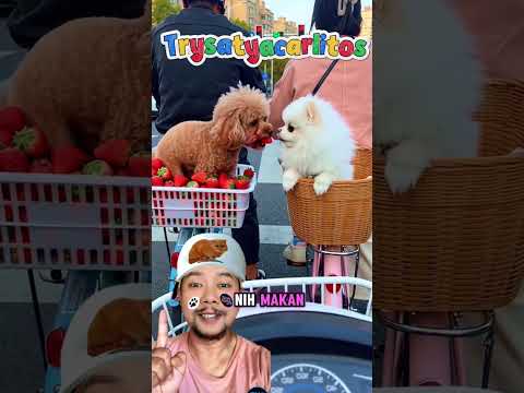 Cilukbaaa Mau strawberry gak!?( ????? #funny #comedy #doggielife #lucu thumbnail