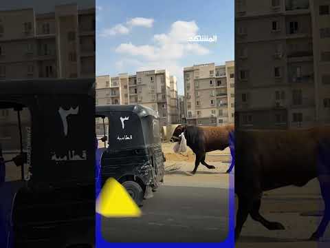 مطاردة عجل هارب في شوارع القاهرة thumbnail