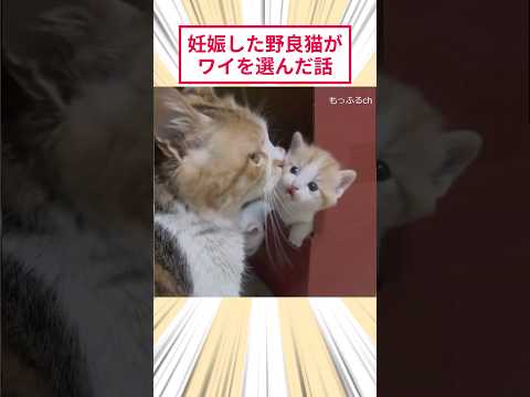 妊娠した野良猫がワイを選んだ話 #猫動画 #猫のいる暮らし thumbnail
