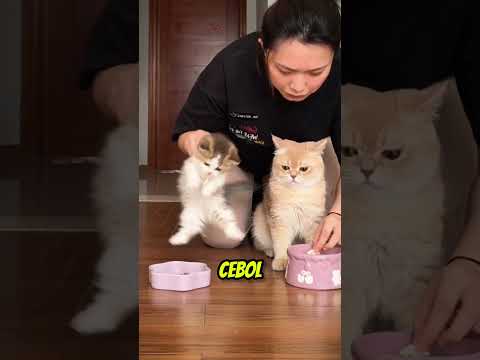 Si kucing cebol kalo soal makan gak ada lawan 😹 #shortviral #kucing thumbnail