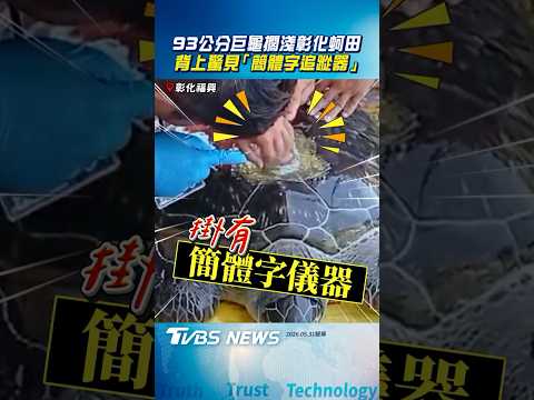93公分巨龜擱淺彰化蚵田！　背上驚見「簡體字追蹤器」真相曝｜TVBS新聞@TVBSNEWS01 thumbnail