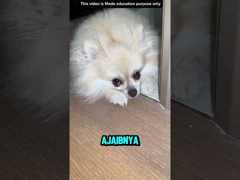 BULU ANABUL BUAT ALERGI⁉️#videoviral #anjing #information thumbnail