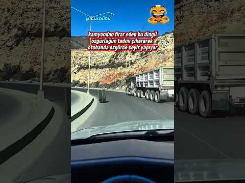 Tekel karayolunda seyir yaptı #viral #comedy #funny #keşfet #trend thumbnail