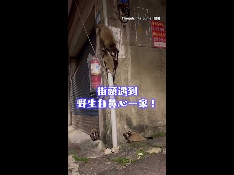 【集體定格】遇到白鼻心媽咪在一打三...馬上被3隻小可愛眼神鎖定❤️ #Shorts thumbnail