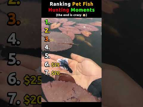 Ranking Rare Pet Fish Hunting Moments #pet #petfish thumbnail
