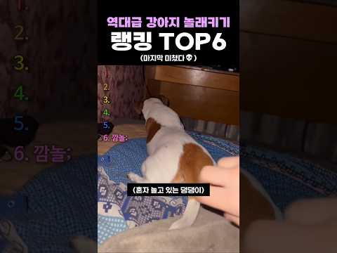 역대급 강아지 놀래키기 랭킹 TOP6 thumbnail